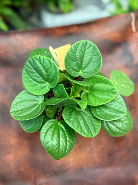 Peperomia  Peperomia Rana Verde  Peperomia 'Rana Verde'  (3).jpg