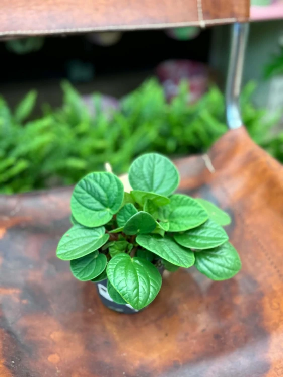 Peperomia  Peperomia Rana Verde  Peperomia 'Rana Verde'  (1).jpg
