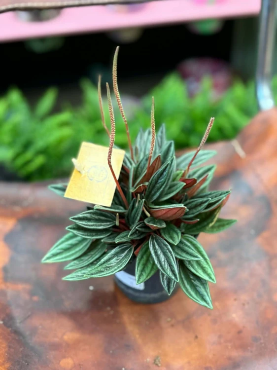 Peperomia  Peperomia Rosso  Peperomia caperata 'Rosso' (2).jpg
