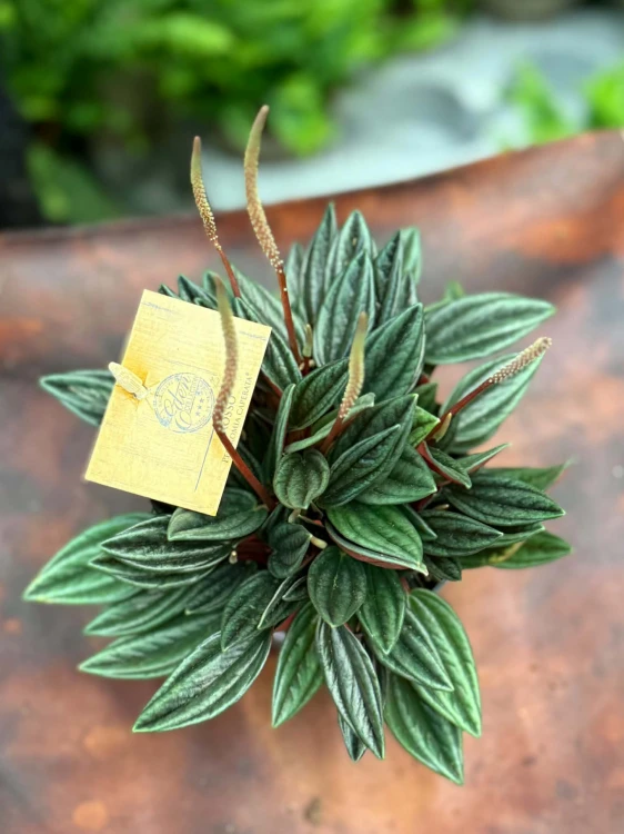 Peperomia  Peperomia Rosso  Peperomia caperata 'Rosso' (3).jpg