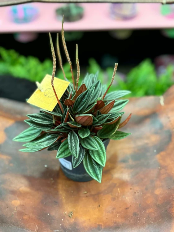 Peperomia  Peperomia Rosso  Peperomia caperata 'Rosso' (1).jpg