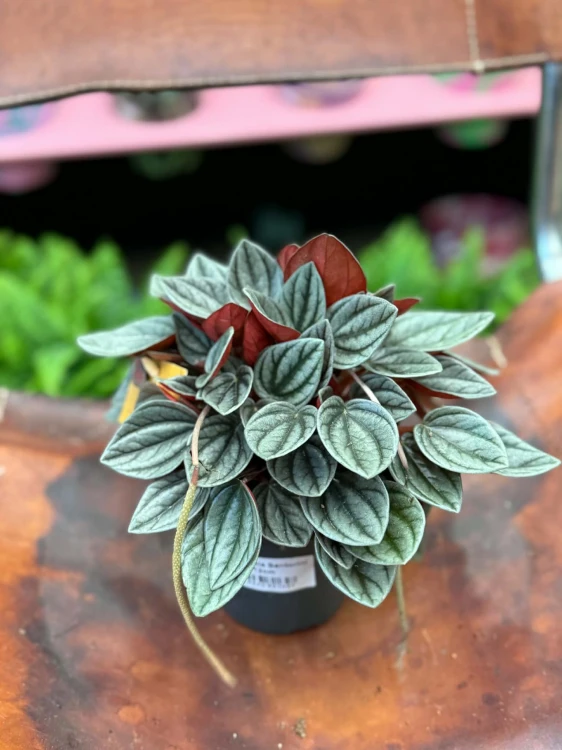 Peperomia  Peperomia Santorini  Peperomia 'Santorini' (2).jpg