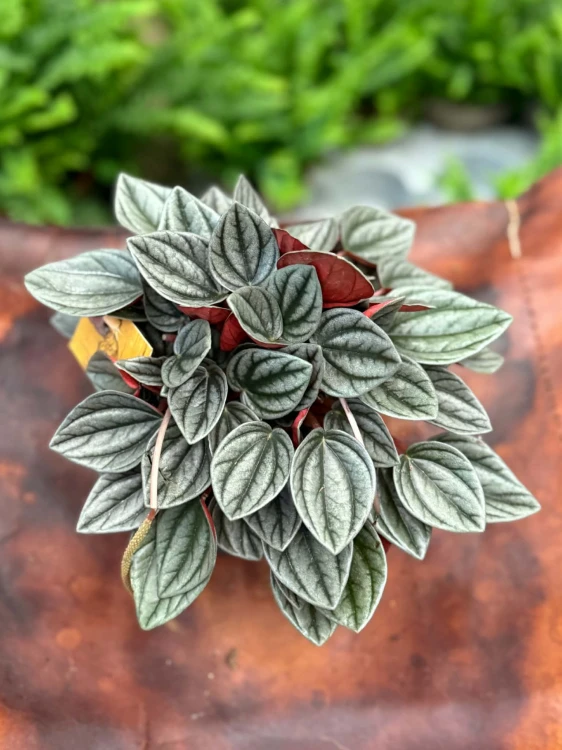 Peperomia  Peperomia Santorini  Peperomia 'Santorini' (3).jpg