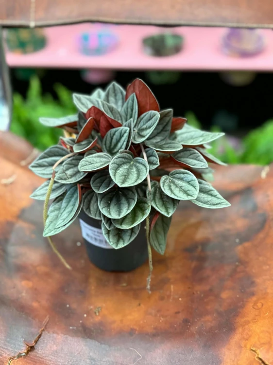 Peperomia  Peperomia Santorini  Peperomia 'Santorini' (1).jpg