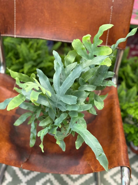 paproć Phlebodium aureum 'Blue Star' D (2).jpg