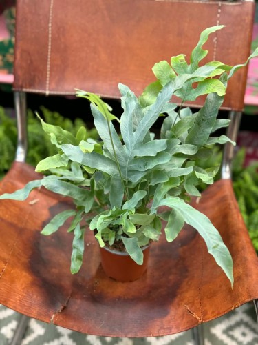 paproć Phlebodium aureum 'Blue Star' D (3).jpg