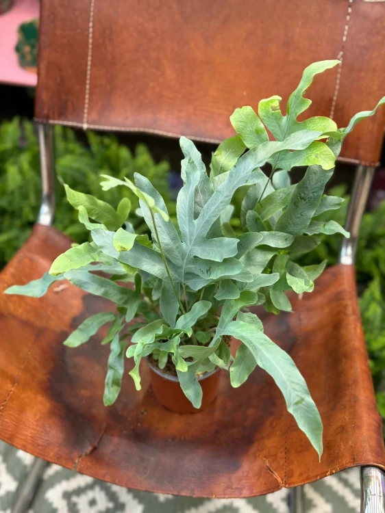 paproć Phlebodium aureum 'Blue Star' D (1).jpg