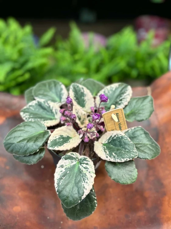 Saintpaulia Hovariagata [variegata] fiołek kolekcjonerski (2).jpg