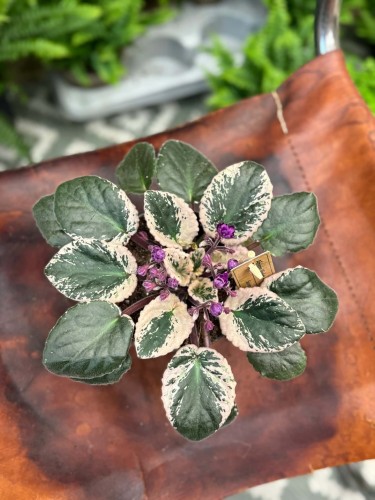 Saintpaulia Hovariagata [variegata] fiołek kolekcjonerski (3).jpg