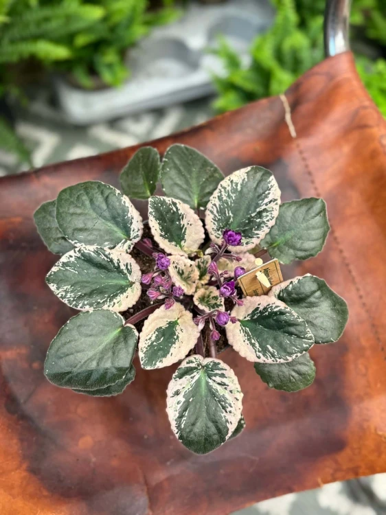 Saintpaulia Hovariagata [variegata] fiołek kolekcjonerski (3).jpg