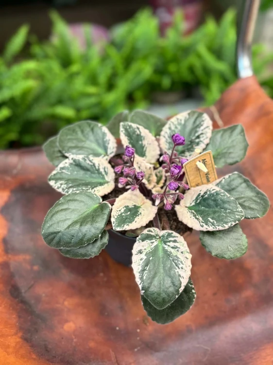 Saintpaulia Hovariagata [variegata] fiołek kolekcjonerski (1).jpg