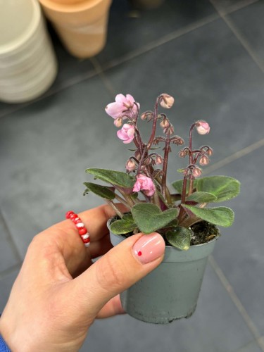 Saintpaulia różowy  - Fiołek Afrykański (2).jpg