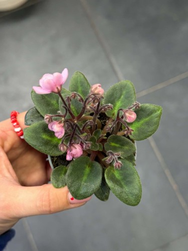 Saintpaulia różowy  - Fiołek Afrykański (1).jpg