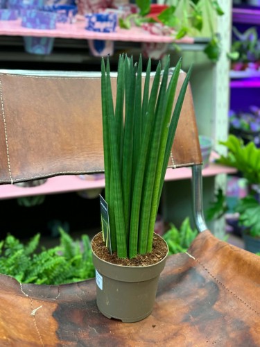 sansewieria cylindryczna Sansevieri (3).jpg