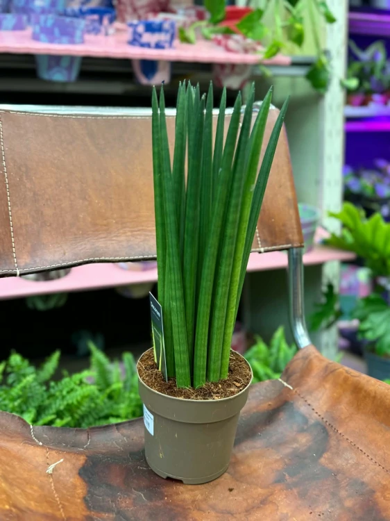 sansewieria cylindryczna Sansevieri (3).jpg