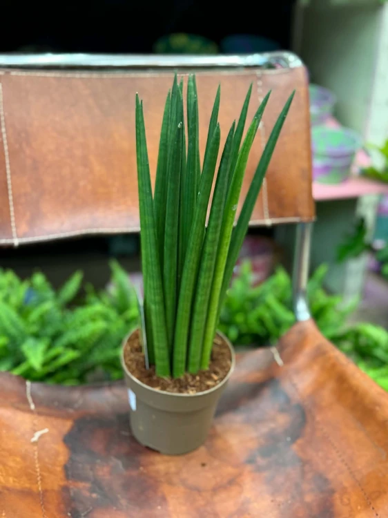 sansewieria cylindryczna Sansevieri (1).jpg