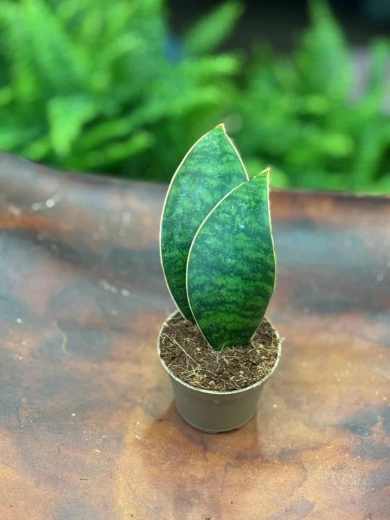 Sansevieria grandis sansewieria łopata masoniana (6).jpg