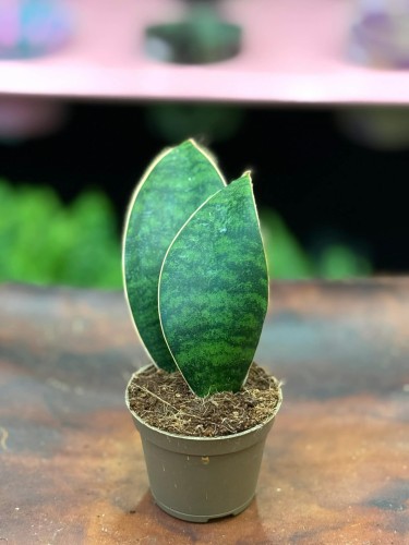 Sansevieria grandis sansewieria łopata masoniana (5).jpg