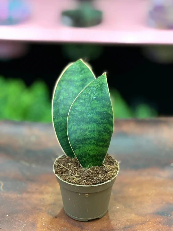 Sansevieria grandis sansewieria łopata masoniana (5).jpg