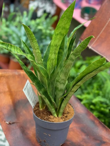 Wężownica  Sansevieria Graylin  Sansevieria aubrytiana 'Graylin (2).jpg