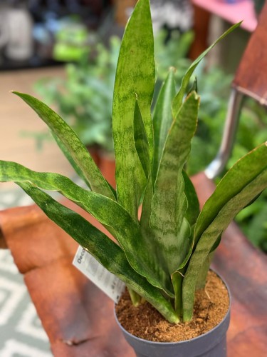 Wężownica  Sansevieria Graylin  Sansevieria aubrytiana 'Graylin (3).jpg
