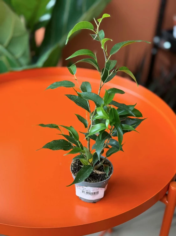 Figowiec benjamina  Ficus Natascha  Fic (2).jpg