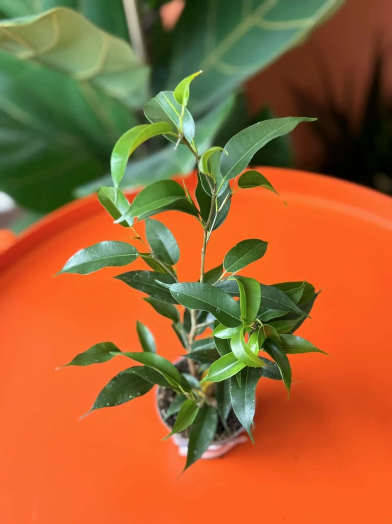 Figowiec benjamina  Ficus Natascha  Fic (3).jpg