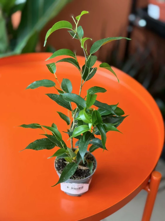 Figowiec benjamina  Ficus Natascha  Fic (1).jpg