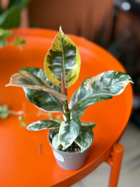 Figowiec sprężysty  Ficus Moonshine Shivereana  Ficus elastica 'Shivereana' (3).jpg