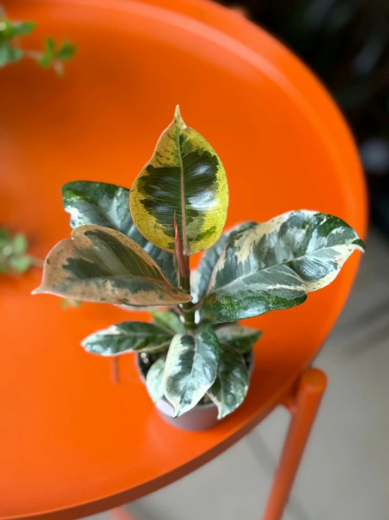 Figowiec sprężysty  Ficus Moonshine Shivereana  Ficus elastica 'Shivereana' (1).jpg