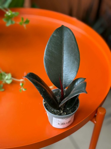 ficus elastica abidjan (2).jpg