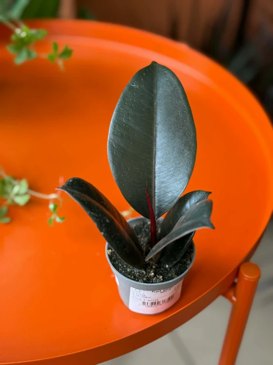 ficus elastica abidjan (2).jpg