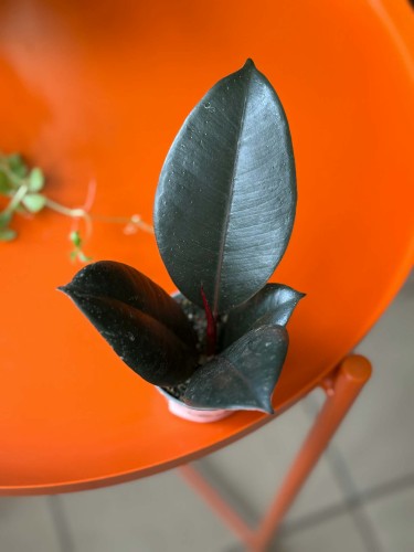 ficus elastica abidjan (3).jpg