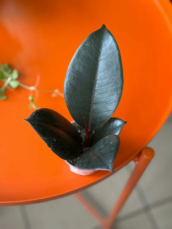 ficus elastica abidjan (3).jpg