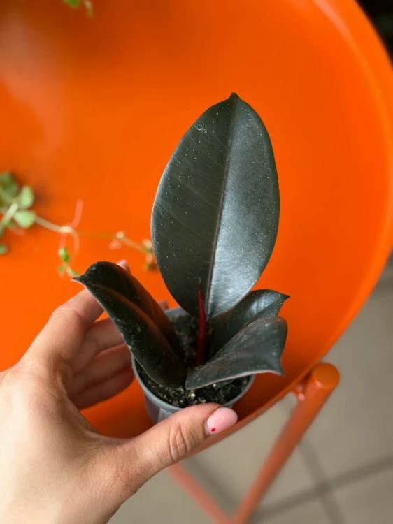 ficus elastica abidjan (4).jpg