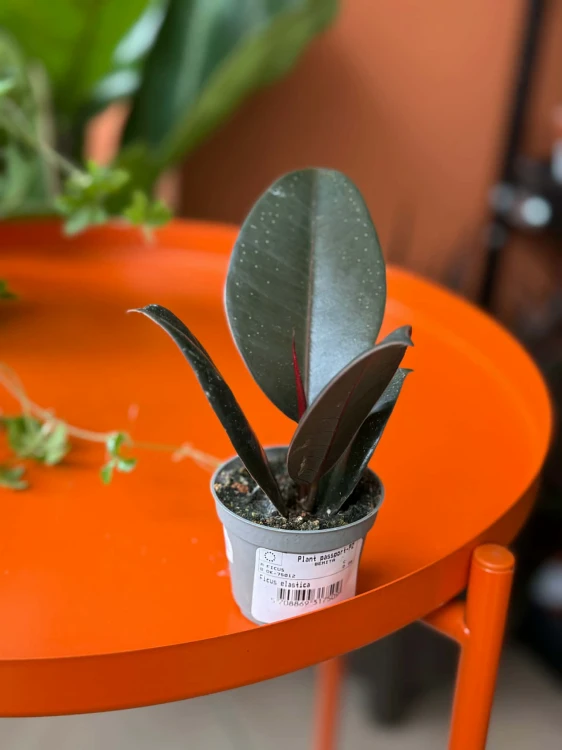 ficus elastica abidjan (1).jpg