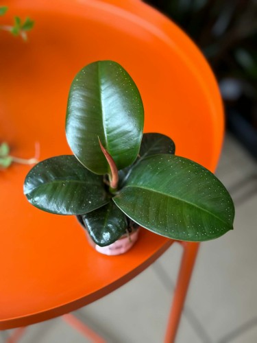 Ficus elastica SOFIA DØ 6cm f (2).jpg