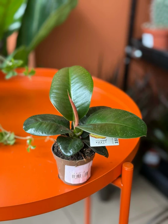 Ficus elastica SOFIA DØ 6cm f (1).jpg