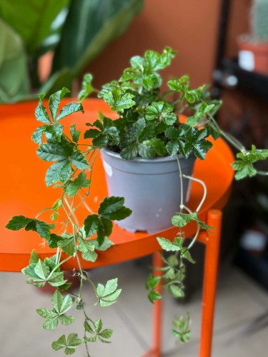 cissus (1).jpg