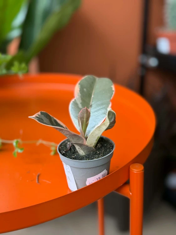 Figowiec sprężysty  Ficus Tineke  Ficus elastica 'Tineke' (3).jpg