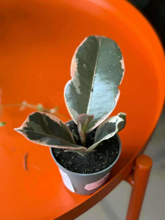 Figowiec sprężysty  Ficus Tineke  Ficus elastica 'Tineke' (1).jpg