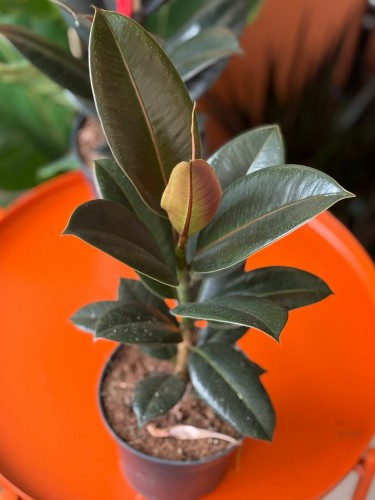 Figowiec sprężysty  Ficus Melany  Ficus elastica Melany (1).jpg