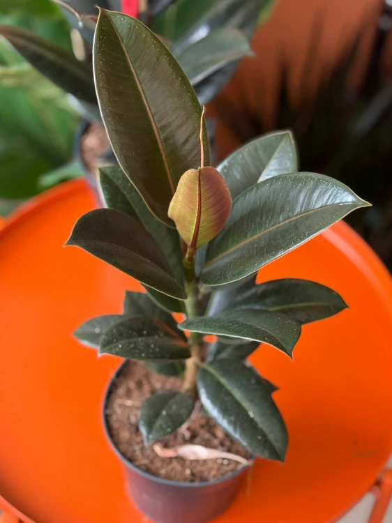 Figowiec sprężysty  Ficus Melany  Ficus elastica Melany (1).jpg