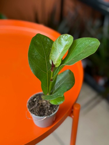 Figowiec dębolistny  Ficus Lyrata  Ficus lyrata (2).jpg