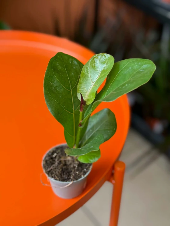 Figowiec dębolistny  Ficus Lyrata  Ficus lyrata (2).jpg