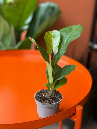 Figowiec dębolistny  Ficus Lyrata  Ficus lyrata (3).jpg