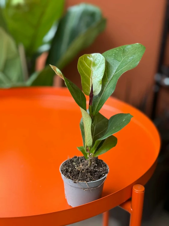 Figowiec dębolistny  Ficus Lyrata  Ficus lyrata (3).jpg