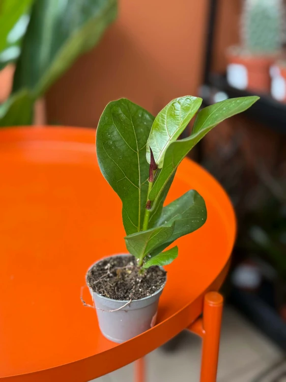 Figowiec dębolistny  Ficus Lyrata  Ficus lyrata (1).jpg