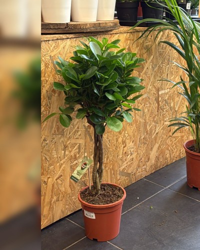 Figowiec microcarpa / Ficus Moclame / Ficus microcarpa 'Moclame'