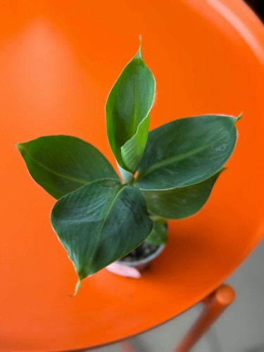 Bananowiec  Musa  Musa acuminata (3).jpg
